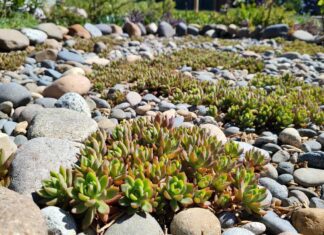 Sedum Ground Cover Plants: Best Low-Water Varieties for Sun & Slopes Low-growing sedum ground cover plants spreading between rocks in a sunny dry garden bed