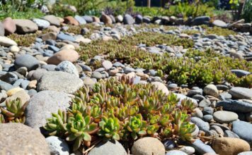 Sedum Ground Cover Plants: Best Low-Water Varieties for Sun & Slopes Low-growing sedum ground cover plants spreading between rocks in a sunny dry garden bed