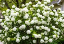 Snowball Viburnum Care: Pruning, Bloom Time, Size & Problems Snowball viburnum shrub covered in large white flower clusters