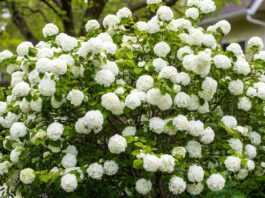 Snowball Viburnum Care: Pruning, Bloom Time, Size & Problems Snowball viburnum shrub covered in large white flower clusters