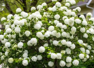 Snowball Viburnum Care: Pruning, Bloom Time, Size & Problems Snowball viburnum shrub covered in large white flower clusters