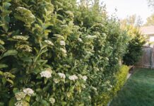Sweet Viburnum: Privacy Hedge Care, Size, Pruning & Problems Sweet viburnum hedge growing as a dense green privacy screen