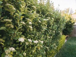 Sweet Viburnum: Privacy Hedge Care, Size, Pruning & Problems Sweet viburnum hedge growing as a dense green privacy screen