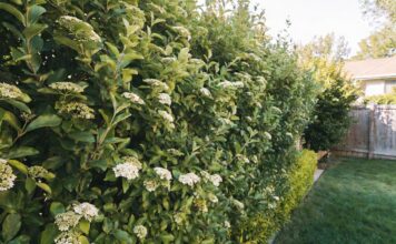 Sweet Viburnum: Privacy Hedge Care, Size, Pruning & Problems Sweet viburnum hedge growing as a dense green privacy screen