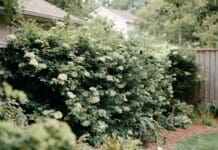 Viburnum Hedge: Best Varieties, Spacing & Privacy Screen Tips Viburnum hedge growing as a dense privacy screen along a backyard fence