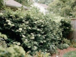 Viburnum Hedge: Best Varieties, Spacing & Privacy Screen Tips Viburnum hedge growing as a dense privacy screen along a backyard fence