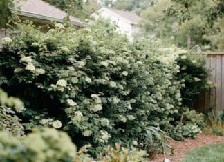 Viburnum Hedge: Best Varieties, Spacing & Privacy Screen Tips Viburnum hedge growing as a dense privacy screen along a backyard fence