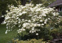 Viburnum: Best Varieties, Care, Pruning, Size & Landscape Uses Viburnum shrub with white spring flowers in a landscaped garden border