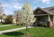 Navigator Pear Tree: Size, Care, Problems & Alternatives Front yard of a suburban home with a flowering white-blossom tree in the center, green lawn and a brick/siding house in the background.