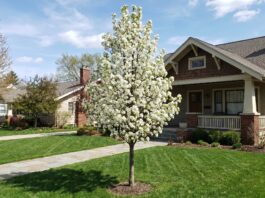 Navigator Pear Tree: Size, Care, Problems & Alternatives Front yard of a suburban home with a flowering white-blossom tree in the center, green lawn and a brick/siding house in the background.