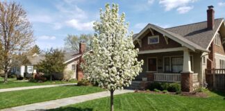 Navigator Pear Tree: Size, Care, Problems & Alternatives Front yard of a suburban home with a flowering white-blossom tree in the center, green lawn and a brick/siding house in the background.