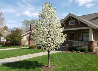 Navigator Pear Tree: Size, Care, Problems & Alternatives Front yard of a suburban home with a flowering white-blossom tree in the center, green lawn and a brick/siding house in the background.