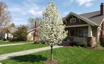 Navigator Pear Tree: Size, Care, Problems & Alternatives Front yard of a suburban home with a flowering white-blossom tree in the center, green lawn and a brick/siding house in the background.