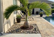 Are Bottle Palm Roots Invasive? Spacing, Pools & Foundations Bottle palm growing near a patio with visible spacing from a wall, pool edge, and foundation