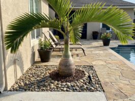 Are Bottle Palm Roots Invasive? Spacing, Pools & Foundations Bottle palm growing near a patio with visible spacing from a wall, pool edge, and foundation