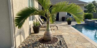 Are Bottle Palm Roots Invasive? Spacing, Pools & Foundations Bottle palm growing near a patio with visible spacing from a wall, pool edge, and foundation