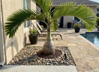 Are Bottle Palm Roots Invasive? Spacing, Pools & Foundations Bottle palm growing near a patio with visible spacing from a wall, pool edge, and foundation