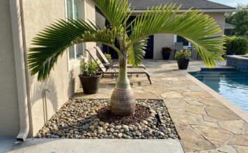 Are Bottle Palm Roots Invasive? Spacing, Pools & Foundations Bottle palm growing near a patio with visible spacing from a wall, pool edge, and foundation