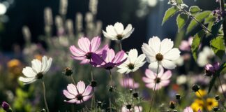 Are Cosmos Perennials or Annuals? Do They Come Back? Cosmos flowers blooming in a sunny garden with seed heads showing how annual cosmos can self-seed