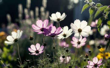 Are Cosmos Perennials or Annuals? Do They Come Back? Cosmos flowers blooming in a sunny garden with seed heads showing how annual cosmos can self-seed