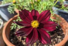 Chocolate Cosmos Flower: Care, Scent, Tubers & Growing Tips Chocolate cosmos flower with dark burgundy petals growing in a sunny container garden