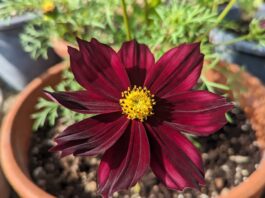Chocolate Cosmos Flower: Care, Scent, Tubers & Growing Tips Chocolate cosmos flower with dark burgundy petals growing in a sunny container garden