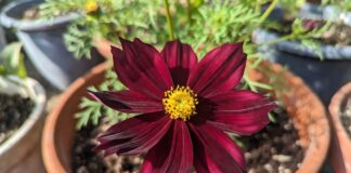 Chocolate Cosmos Flower: Care, Scent, Tubers & Growing Tips Chocolate cosmos flower with dark burgundy petals growing in a sunny container garden