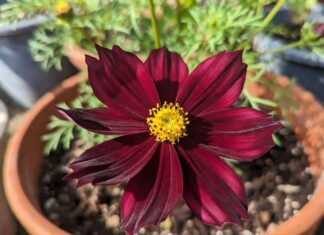 Chocolate Cosmos Flower: Care, Scent, Tubers & Growing Tips Chocolate cosmos flower with dark burgundy petals growing in a sunny container garden