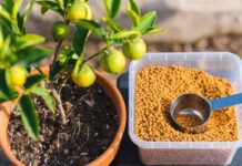Citrus Tree Fertilizer: When, How & What to Feed Citrus Citrus tree fertilizer granules and measuring scoop beside a potted lemon tree with green leaves and small fruit