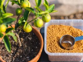 Citrus Tree Fertilizer: When, How & What to Feed Citrus Citrus tree fertilizer granules and measuring scoop beside a potted lemon tree with green leaves and small fruit