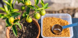 Citrus Tree Fertilizer: When, How & What to Feed Citrus Citrus tree fertilizer granules and measuring scoop beside a potted lemon tree with green leaves and small fruit