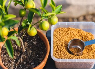 Citrus Tree Fertilizer: When, How & What to Feed Citrus Citrus tree fertilizer granules and measuring scoop beside a potted lemon tree with green leaves and small fruit