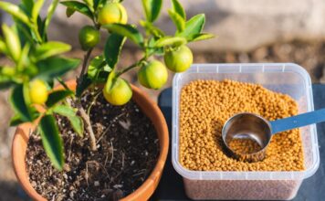 Citrus Tree Fertilizer: When, How & What to Feed Citrus Citrus tree fertilizer granules and measuring scoop beside a potted lemon tree with green leaves and small fruit