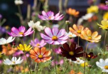 Cosmos Flower: Seeds, Planting, Care, Meaning & Bloom Tips Cosmos flowers blooming in pink, white, orange, yellow, and chocolate colors in a sunny pollinator garden