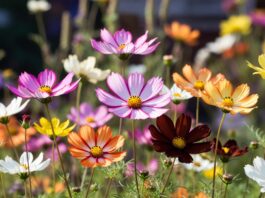 Cosmos Flower: Seeds, Planting, Care, Meaning & Bloom Tips Cosmos flowers blooming in pink, white, orange, yellow, and chocolate colors in a sunny pollinator garden