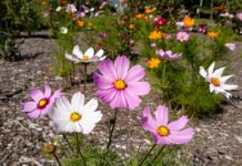 Cosmos Flower Seeds: When and How to Plant Them Cosmos flower seeds with pink, white, and orange cosmos flowers blooming in a sunny garden bed