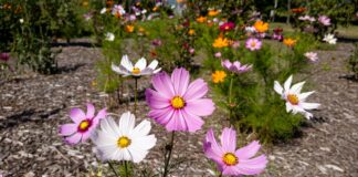 Cosmos Flower Seeds: When and How to Plant Them Cosmos flower seeds with pink, white, and orange cosmos flowers blooming in a sunny garden bed