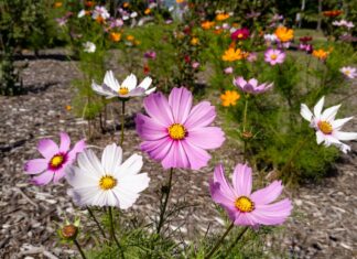 Cosmos Flower Seeds: When and How to Plant Them Cosmos flower seeds with pink, white, and orange cosmos flowers blooming in a sunny garden bed