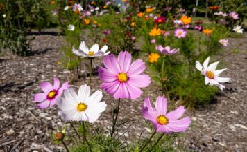 Cosmos Flower Seeds: When and How to Plant Them Cosmos flower seeds with pink, white, and orange cosmos flowers blooming in a sunny garden bed