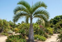 How Big Does a Bottle Palm Get? Size, Height & Growth Bottle palm tree showing mature height, swollen trunk, and compact tropical crown in a sunny landscape