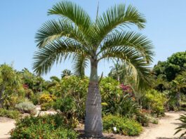 How Big Does a Bottle Palm Get? Size, Height & Growth Bottle palm tree showing mature height, swollen trunk, and compact tropical crown in a sunny landscape