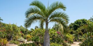 How Big Does a Bottle Palm Get? Size, Height & Growth Bottle palm tree showing mature height, swollen trunk, and compact tropical crown in a sunny landscape