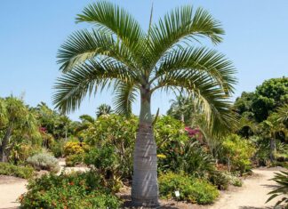 How Big Does a Bottle Palm Get? Size, Height & Growth Bottle palm tree showing mature height, swollen trunk, and compact tropical crown in a sunny landscape