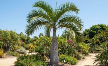 How Big Does a Bottle Palm Get? Size, Height & Growth Bottle palm tree showing mature height, swollen trunk, and compact tropical crown in a sunny landscape