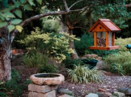 How to Attract Birds to Your Yard: Food, Water, Plants & Shelter Backyard bird feeder, bird bath, native plants, and shrubs arranged to attract birds safely