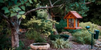 How to Attract Birds to Your Yard: Food, Water, Plants & Shelter Backyard bird feeder, bird bath, native plants, and shrubs arranged to attract birds safely