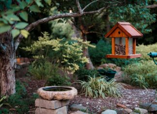 How to Attract Birds to Your Yard: Food, Water, Plants & Shelter Backyard bird feeder, bird bath, native plants, and shrubs arranged to attract birds safely