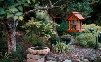 How to Attract Birds to Your Yard: Food, Water, Plants & Shelter Backyard bird feeder, bird bath, native plants, and shrubs arranged to attract birds safely