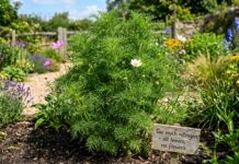 Why Are My Cosmos Not Blooming? 10 Causes & Fixes Cosmos plant with green foliage and few flowers in a sunny garden showing why cosmos may not bloom