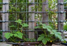 Wire Trellis for Climbing Plants: DIY, Chicken Wire & Kits Wire trellis for climbing plants with stainless cable, chicken wire, wall anchors, jasmine vines, cucumbers, and garden tools